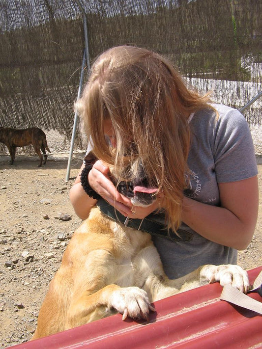 Mijn adoptiehond komt niet tot rust: waarom dat normaal is en wat je eraan doet