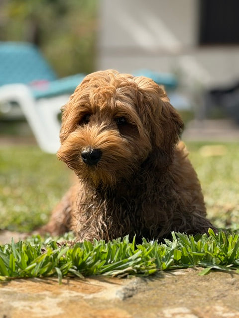 Help, ik krijg een puppy! Alles wat je moet weten voor een goede start