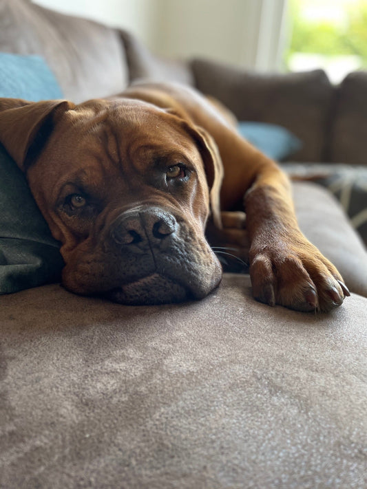 Help, mijn hond is een puber!  Alles wat je moet weten over pubergedrag bij honden
